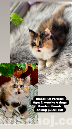 Persian kitten